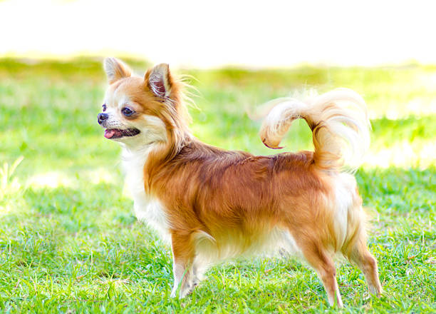 Small Dog Gear